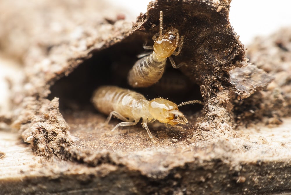 Complete Guide: Termite Baiting Systems in the Philippines | Fastkil ...